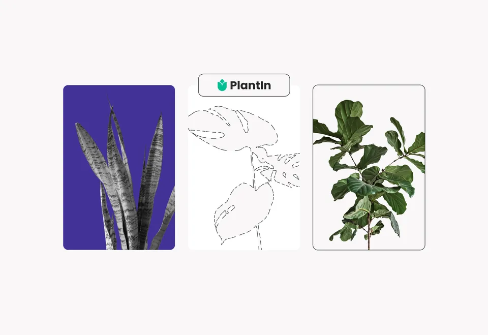 Plant-проєкт для мільйонів користувачів. Як з’явилась і розвивається компанія PlantIn